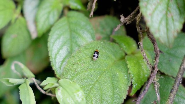insecto sobre una planta en la amazonia del Ecuador 