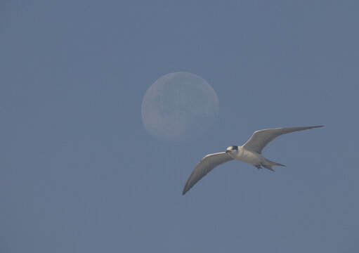 A double exposure image of a juvenile White-cheeked Tern flying with moon at the backdrop