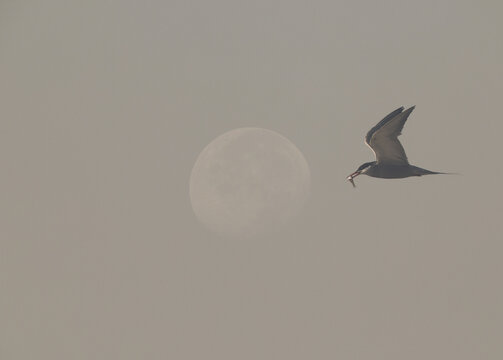 A double exposure image of a White-cheeked Tern flying with fish and moon at the backdrop