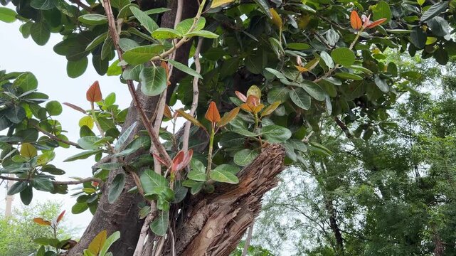 New red and green leaves on a banyan tree branch 4k video footage