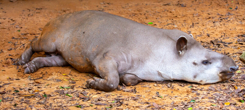 Close-up of a tapir. Young tapirs resting on sandy ground. A portrait of rare mammals, wildlife and rare species conservation.