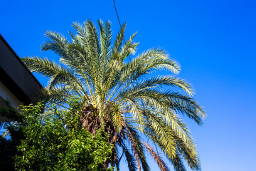 Tall palm tree with lush green fronds against a clear blue sky, partially obscured by surrounding foliage and the edge of a building in a sunny outdoor setting © Krystsina