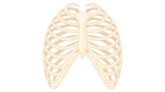Anatomical illustration of the human rib cage, showing the sternum and ribs protecting vital organs within the thoracic cavity.