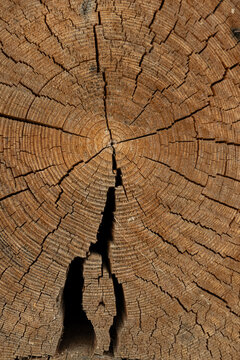 Close-up of a weathered tree trunk cross section showing natural growth rings, deep radial cracks and detailed aged wood texture.