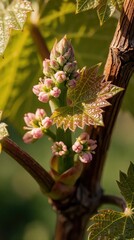 Obraz premium Close up of fresh green grape vine bud with small pink flowers. New shoot grows on grapevine stem in spring vineyard. Small leaves, flower cluster emerge during growing season in agriculture farm
