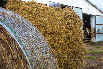 Large round hay bales stacked beside a rustic barn with open doors, showcasing agricultural labor and abundance in a rural farming setting © Krystsina