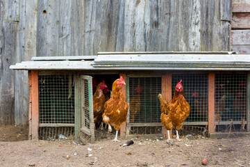 Brown hens walking outside their coop near a rustic wooden barn, with a dirt ground and wire fencing visible in the background © Krystsina