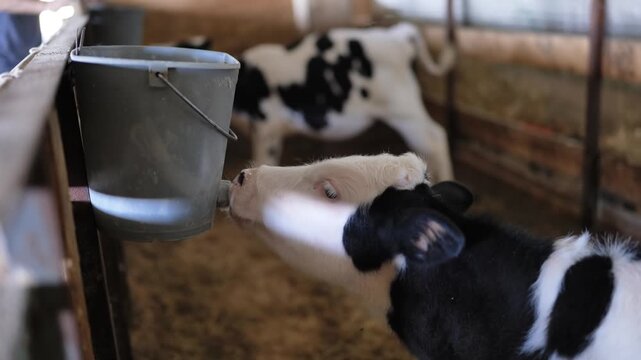Calf drinking milk from a bucket feeder in a barn, young animal in farm nursery