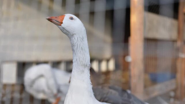 Domestic white goose standing in farm coop with another preening bird