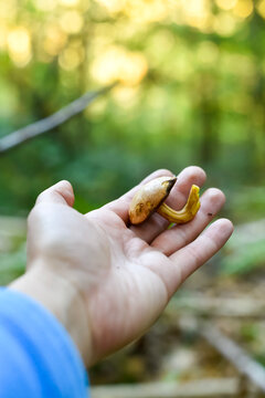A human hand holds a small harvested wild mushroom in an autumn forest in Paris, France. Soft golden sunlight filters through the green and yellow foliage in the background.