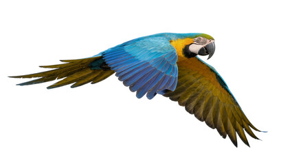 Blue and yellow macaw in flight, isolated on transparent background © vasili