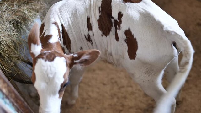 Young calf scratching tail with snout in barn, reflecting animal behavior