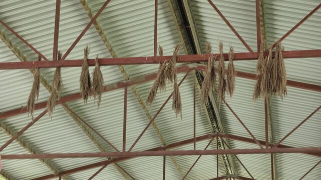 Bundles of dried fodder hanging from barn rafters, preparing feed for livestock
