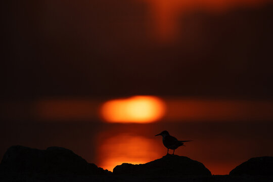 A backlit image of White-cheeked Tern perched on a rock dramatic reflection of sunlight on water, Tubli, Bahrain