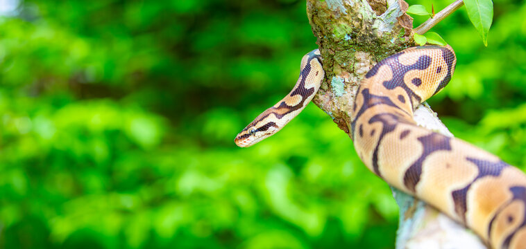 A python lies on the ground and on rocks in the wild.Close-up of a boa constrictor on a tree. Snake skin. Reptile.
