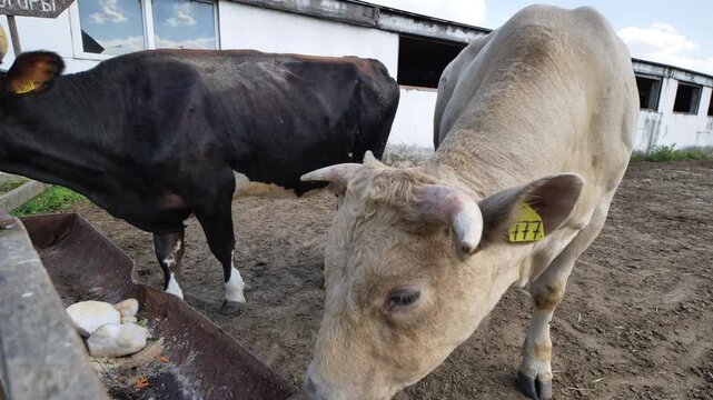 A black cow and a white bull at the feeding trough on the farm.