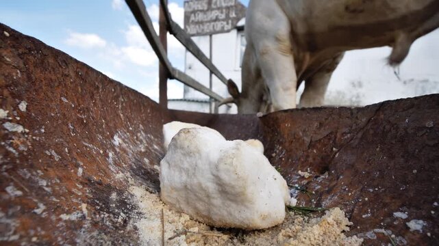White cow licking mineral salt block in a rusty feeder at a rural farm