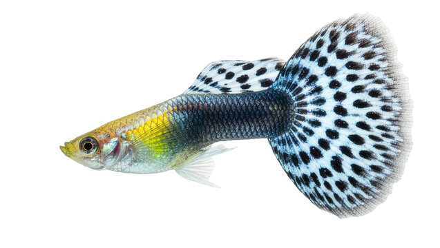 Male guppy fish with spotted tail fin, isolated on transparent background