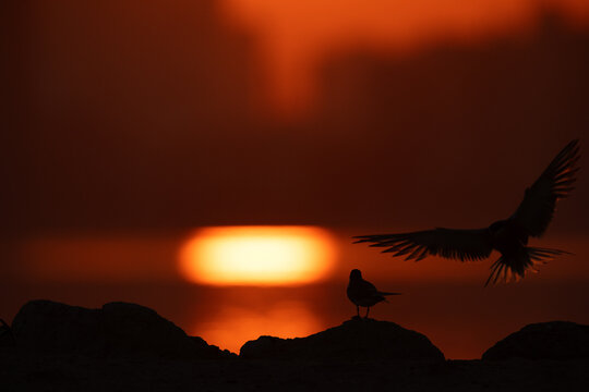 Silhouette of White-cheeked Terns and dramatic reflecion of sunlight