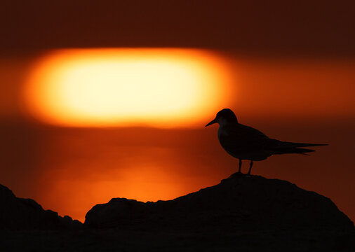Silhouette of White-cheeked Tern perched on a rock during sunrise
