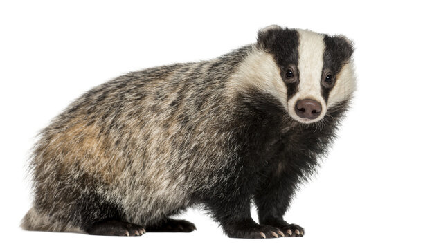 European badger with distinctive black and white facial markings, isolated on transparent background
