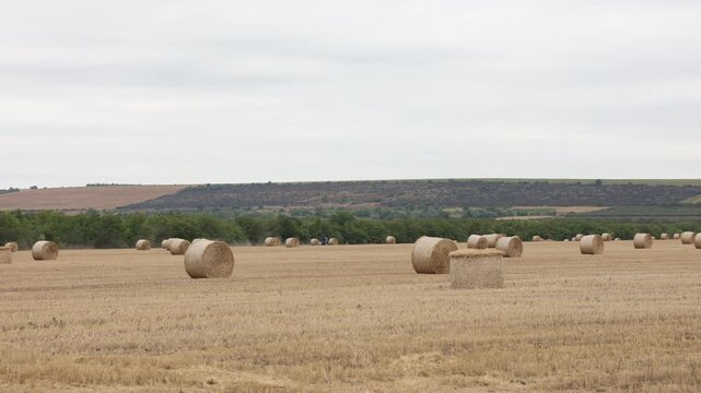Large Agricultural Field With Many Rolled Hay Bales After Harvesting Under A Cloudy Summer Sky