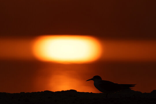 Silhouette of a White-cheeked Tern at Tubli bay, Bahrain