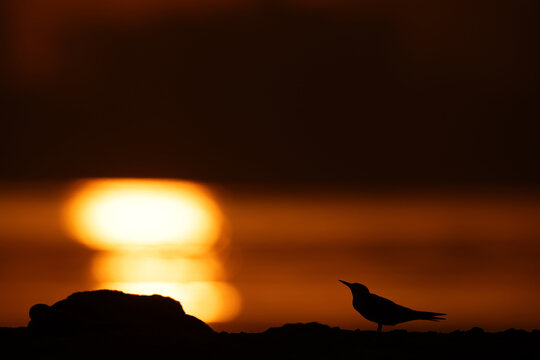 A backlit image of White-cheeked Tern and dramatic reflection of sunlight