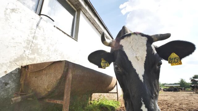 Dairy cow with ear tag standing at farm, livestock farming industry