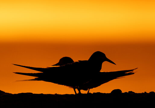 A backlit image of pair of White-cheeked Tern perched on the ground during sunrise