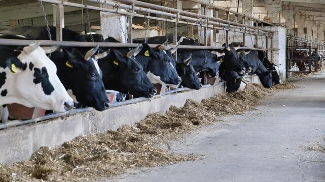 Dairy cows eating fodder in a large agricultural farm barn for milk production