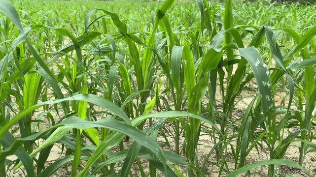 Indian village green young maize crop in the agricultural field 4k footage