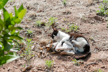 Mother and daughter playing together  feline socialization © LaSierragPhotoGraphy