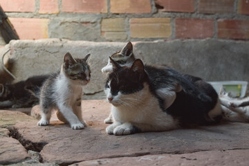 Kittens play with their mother in a stable. © LaSierragPhotoGraphy