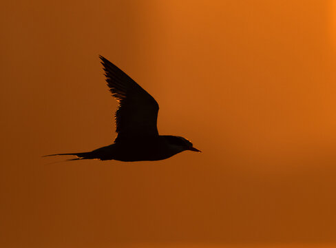 Silhouette of White-cheeked Tern flying during sunrise at Tubli, Bahrain