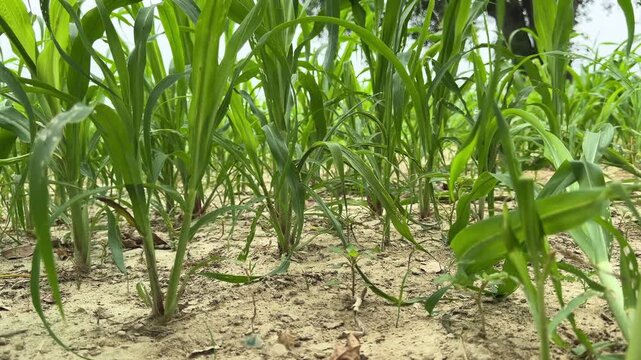 Indian village green young maize crop in the agricultural field 4k footage