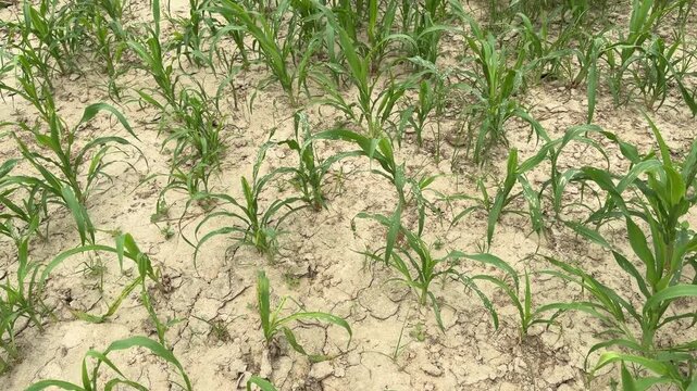 Indian village green young maize crop in the agricultural field 4k footage