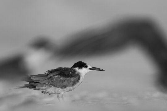 Portrait of a juvenile White-cheeked Tern at Tubli bay and a tern flying at the foreground, Bahrain