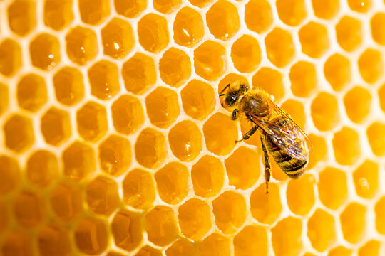 Honey bee resting on golden honeycomb with amber cells and textured wings, closeup macro view of pollinating insect against natural wax structure