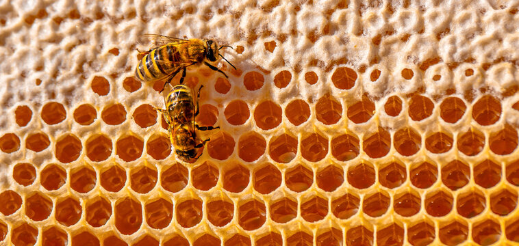 Honeybees resting on golden honeycomb with hexagonal wax cells and amber honey visible in a detailed macro view of a beehive interior structure