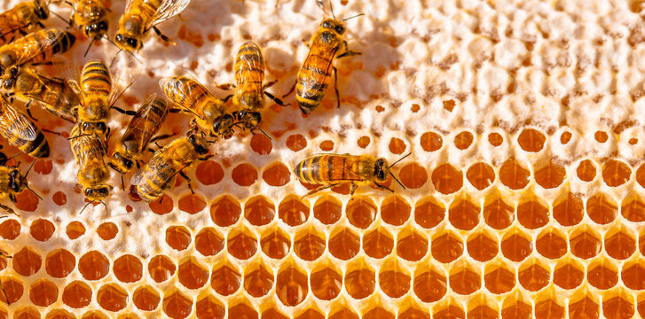 Honeybees clustered across textured honeycomb with golden hexagonal cells and visible amber contents in a detailed macro view of an active hive frame