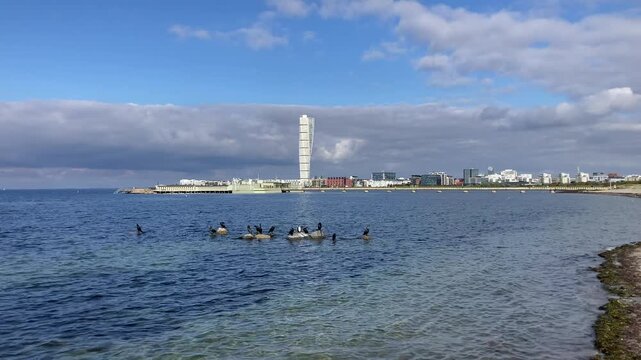 Malmo cityscape with cormorants, the Ribersborg beach, the open-air bath and Turning Torso