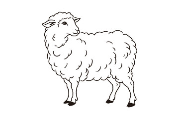 Obraz premium vector illustration of sheep