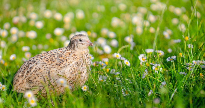 young quail resting among green grass and white meadow flowers in soft natural light, detailed wildlife portrait in a spring field setting