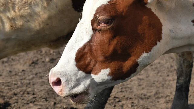 Dairy cow profile on farm, brown and white cattle grazing livestock