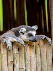 A ring-tailed lemur rests in a wooden house. These famous Madagascar primates have expressive faces. A close-up portrait of a lemur. © Vera