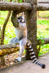 Fototapeta premium Ring-tailed lemur resting on a tree branch. Iconic Madagascar primate with a striped tail. Close-up of a lemur sitting in the trees.