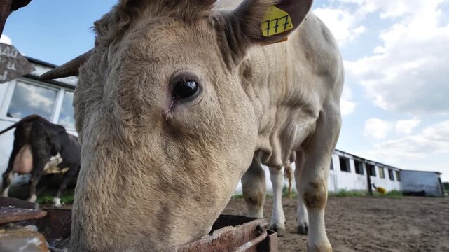 Young bull feeding at farm trough with ear tag and blue sky background