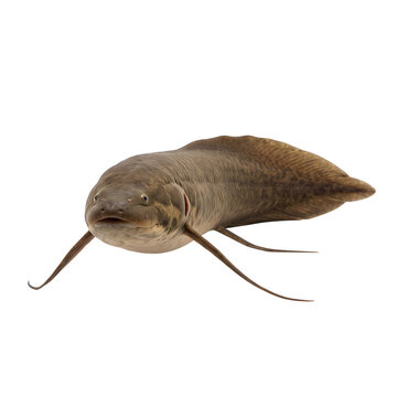 West African lungfish Protopterus annectens isolated transparent background PNG