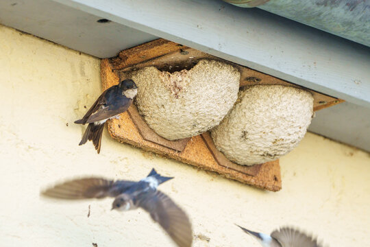 swallows